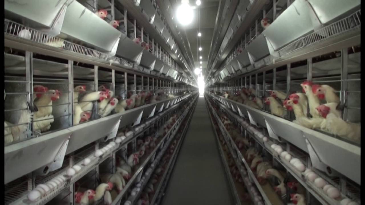 Gana Tarım Bakanlığı Tavuk Çiftliği Projesi
